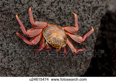 Brightly colored Sally Lightfoot crab (Grapsus grapsus) on rocky beach, Punta Espinoza, Galapagos Islands, Ecuador View Large Photo Image Picture - Brightly colored Sally Lightfoot crab (Grapsus grapsus) on rocky beach, Punta Espinoza, Galapagos Islands, Ecuador. Fotosearch