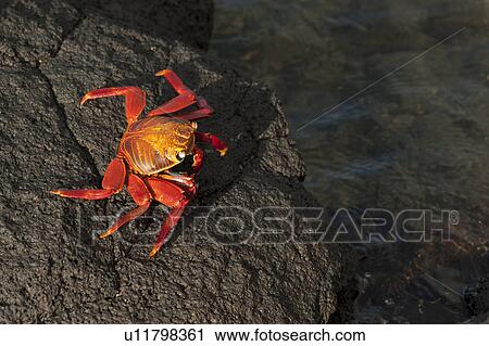 Stock Image - Brightly colored Sally Lightfoot crab (Grapsus grapsus) on a rock at the coast, Punta Espinoza, Galapagos Islands, Ecuador. Fotosearch