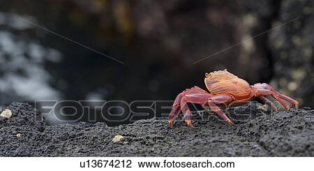 Brightly colored Sally Lightfoot crab (Grapsus grapsus) on a rock, Puerto Egas, Santiago Island, Galapagos Islands, Ecuador View Large Photo Image Stock Image - Brightly colored Sally Lightfoot crab (Grapsus grapsus) on a rock, Puerto Egas, Santiago Island, Galapagos Islands, Ecuador. Fotosearch