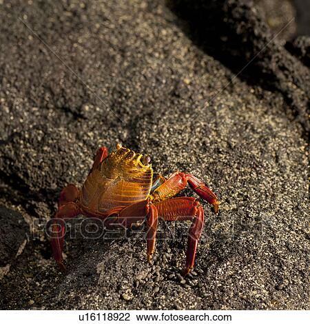 Stock Image - Brightly colored Sally Lightfoot crab (Grapsus grapsus) on rocky beach, Punta Espinoza, Galapagos Islands, Ecuador. Fotosearch