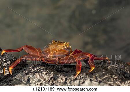 Brightly colored Sally Lightfoot crab (Grapsus grapsus) on rocky beach, Punta Espinoza, Galapagos Islands, Ecuador View Large Photo Image Stock Photo - Brightly colored Sally Lightfoot crab (Grapsus grapsus) on rocky beach, Punta Espinoza, Galapagos Islands, Ecuador. Fotosearch