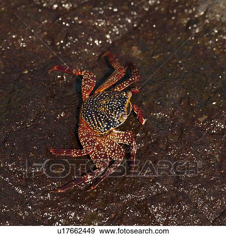 Stock Photo - Brightly colored Sally Lightfoot crab (Grapsus grapsus) on a rock, Tagus Cove, Isabela Island, Galapagos Islands, Ecuador. Fotosearch