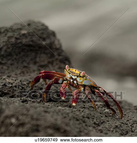 Stock Photo - Brightly colored Sally Lightfoot crab (Grapsus grapsus) on rocky beach, Punta Espinoza, Fernandina Island, Galapagos Islands, Ecuador. Fotosearch