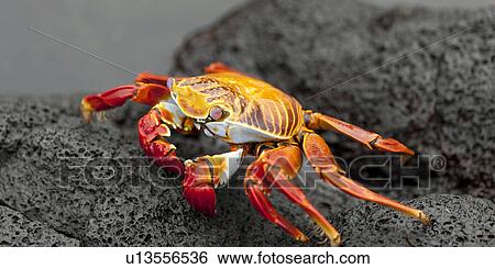 Brightly colored Sally Lightfoot crab (Grapsus grapsus) on a rock at the coast, Puerto Egas, Santiago Island, Galapagos Islands, Ecuador View Large Photo Image Stock Photograph - Brightly colored Sally Lightfoot crab (Grapsus grapsus) on a rock at the coast, Puerto Egas, Santiago Island, Galapagos Islands, Ecuador. Fotosearch
