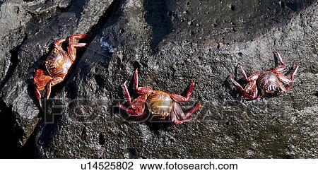 Stock Image - Brightly colored Sally Lightfoot crabs (Grapsus grapsus), Puerto Baquerizo Moreno, San Cristobal Island, Galapagos Islands, Ecuador. Fotosearch