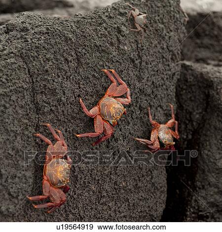 Stock Photo - Brightly colored Sally Lightfoot crabs (Grapsus grapsus) on moving up on rock, Punta Espinoza, Fernandina Island, Galapagos Islands, Ecuador. Fotosearch