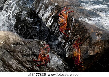 Brightly colored Sally Lightfoot crabs (Grapsus grapsus) climbing on rocks, Galapagos Islands, Ecuador View Large Photo Image Stock Photograph - Brightly colored Sally Lightfoot crabs (Grapsus grapsus) climbing on rocks, Galapagos Islands, Ecuador. Fotosearch