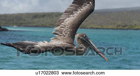 Stock Image - Brown pelican (Pelecanus occidentalis) flying over the ocean, San Cristobal Island, Galapagos Islands, Ecuador. Fotosearch