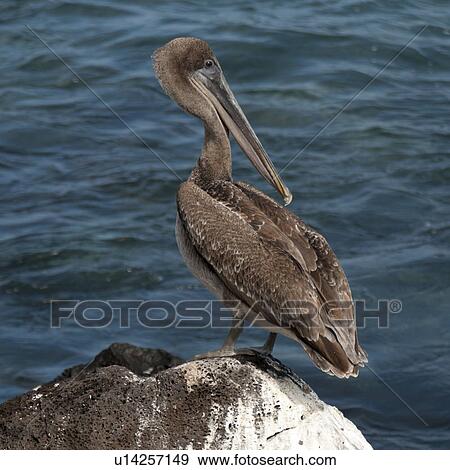 Stock Photo - Brown pelican (Pelecanus occidentalis) on a rock, Galapagos Islands, Ecuador. Fotosearch