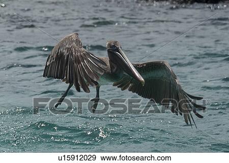 Stock Photo - Brown pelican (Pelecanus occidentalis) flying over the ocean, San Cristobal Island, Galapagos Islands, Ecuador. Fotosearch