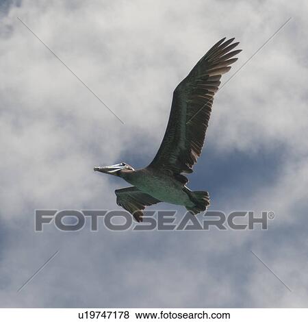 Stock Photo - Brown pelican (Pelecanus occidentalis) in flight, San Cristobal Island, Galapagos Islands, Ecuador. Fotosearch