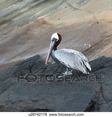 Brown pelican (Pelecanus occidentalis), Tagus Cove, Isabela Island, Galapagos Islands, Ecuador View Large Photo Image Stock Photo - Brown pelican (Pelecanus occidentalis), Tagus Cove, Isabela Island, Galapagos Islands, Ecuador. Fotosearch