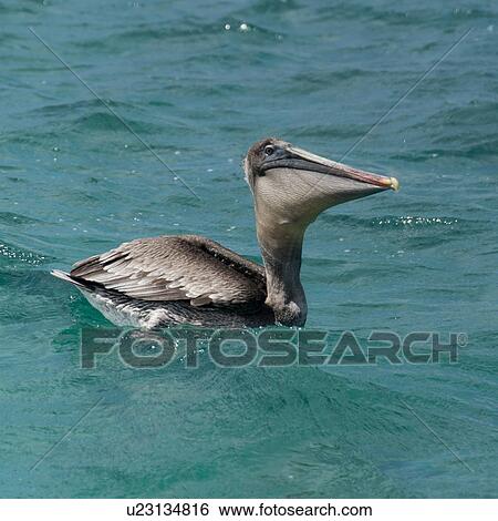 Brown pelican (Pelecanus occidentalis) swimming, San Cristobal Island, Galapagos Islands, Ecuador View Large Photo Image Stock Photograph - Brown pelican (Pelecanus occidentalis) swimming, San Cristobal Island, Galapagos Islands, Ecuador. Fotosearch