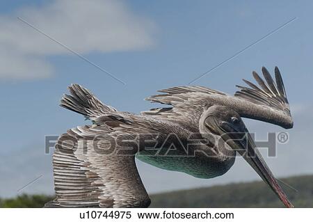 Brown pelican (Pelecanus occidentalis) flying, San Cristobal Island, Galapagos Islands, Ecuador View Large Photo Image Stock Photography - Brown pelican (Pelecanus occidentalis) flying, San Cristobal Island, Galapagos Islands, Ecuador. Fotosearch