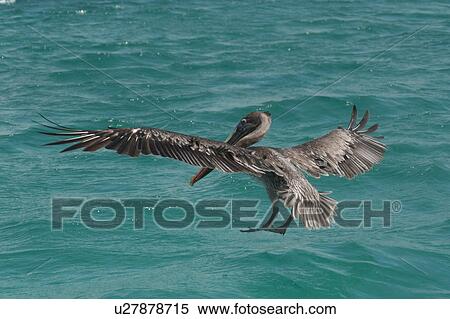 Brown pelican (Pelecanus occidentalis) flying over the ocean, San Cristobal Island, Galapagos Islands, Ecuador View Large Photo Image Stock Photography - Brown pelican (Pelecanus occidentalis) flying over the ocean, San Cristobal Island, Galapagos Islands, Ecuador. Fotosearch