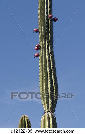 Candelabra cactus, Puerto Baquerizo Moreno, San Cristobal Island, Galapagos Islands, Ecuador View Large Photo Image Stock Image - Candelabra cactus, Puerto Baquerizo Moreno, San Cristobal Island, Galapagos Islands, Ecuador. Fotosearch