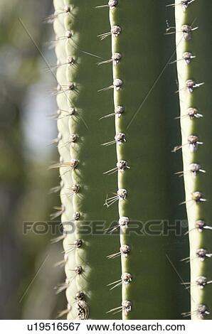 Candelabra cactus, Puerto Baquerizo Moreno, San Cristobal Island, Galapagos Islands, Ecuador View Large Photo Image Stock Photo - Candelabra cactus, Puerto Baquerizo Moreno, San Cristobal Island, Galapagos Islands, Ecuador. Fotosearch