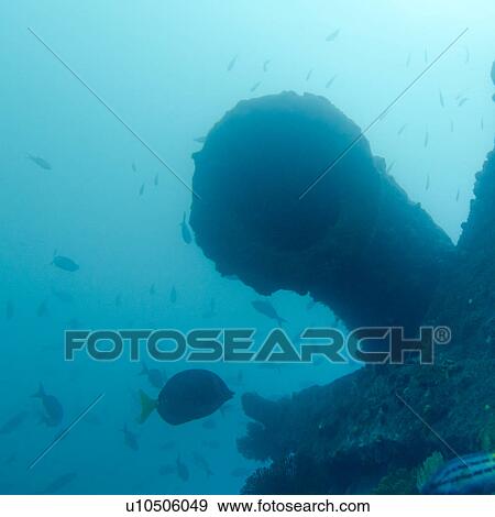 Stock Photo - Caragua Wreck and school of fish underwater, San Cristobal Island, Galapagos Islands, Ecuador. Fotosearch