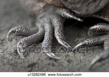 Claws of Marine iguana (Amblyrhynchus cristatus), Puerto Egas, Santiago Island, Galapagos Islands, Ecuador View Large Photo Image Stock Photograph - Claws of Marine iguana (Amblyrhynchus cristatus), Puerto Egas, Santiago Island, Galapagos Islands, Ecuador. Fotosearch