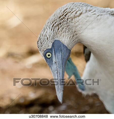 Stock Photo - Close-up of a beak of a Blue-Footed booby (Sula nebouxii), North Seymour Island, Galapagos Islands, Ecuador. Fotosearch