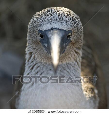 Close-up of a Blue-Footed booby (Sula nebouxii), Punta Suarez, Espanola Island, Galapagos Islands, Ecuador View Large Photo Image Picture - Close-up of a Blue-Footed booby (Sula nebouxii), Punta Suarez, Espanola Island, Galapagos Islands, Ecuador. Fotosearch
