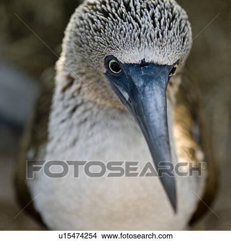 Picture - Close-up of a Blue-Footed booby (Sula nebouxii), Punta Suarez, Espanola Island, Galapagos Islands, Ecuador. Fotosearch