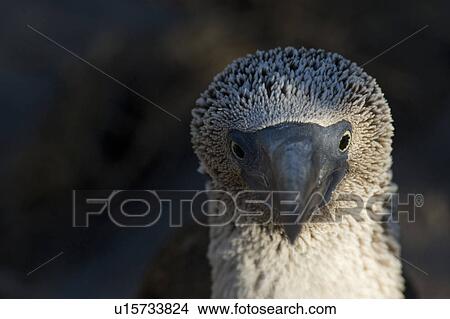 Picture - Close-up of a Blue-Footed booby (Sula nebouxii), Punta Suarez, Espanola Island, Galapagos Islands, Ecuador. Fotosearch