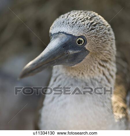 Stock Image - Close-up of a Blue-Footed booby (Sula nebouxii), Punta Suarez, Espanola Island, Galapagos Islands, Ecuador. Fotosearch