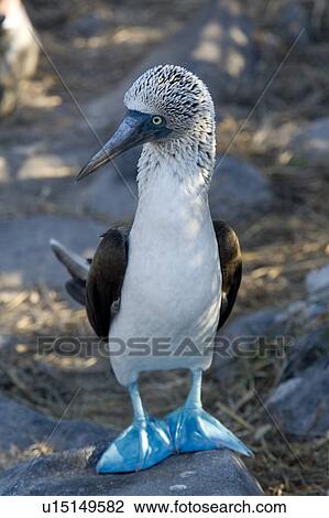 Close-up of a Blue-Footed booby (Sula nebouxii), Punta Suarez, Espanola Island, Galapagos Islands, Ecuador View Large Photo Image Stock Image - Close-up of a Blue-Footed booby (Sula nebouxii), Punta Suarez, Espanola Island, Galapagos Islands, Ecuador. Fotosearch