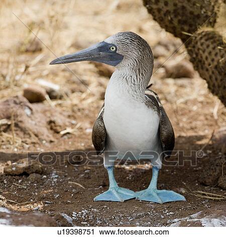 Stock Image - Close-up of a Blue-Footed booby (Sula nebouxii), North Seymour Island, Galapagos Islands, Ecuador. Fotosearch
