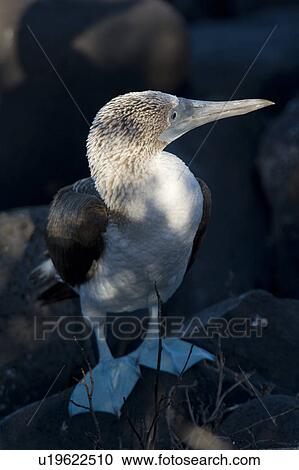 Close-up of a Blue-Footed booby (Sula nebouxii), Punta Suarez, Espanola Island, Galapagos Islands, Ecuador View Large Photo Image Stock Image - Close-up of a Blue-Footed booby (Sula nebouxii), Punta Suarez, Espanola Island, Galapagos Islands, Ecuador. Fotosearch