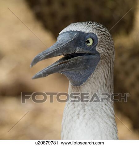 Close-up of a Blue-Footed booby (Sula nebouxii), North Seymour Island, Galapagos Islands, Ecuador View Large Photo Image Stock Image - Close-up of a Blue-Footed booby (Sula nebouxii), North Seymour Island, Galapagos Islands, Ecuador. Fotosearch