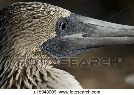Close-up of a Blue-Footed booby (Sula nebouxii), Punta Suarez, Espanola Island, Galapagos Islands, Ecuador View Large Photo Image Stock Photo - Close-up of a Blue-Footed booby (Sula nebouxii), Punta Suarez, Espanola Island, Galapagos Islands, Ecuador. Fotosearch