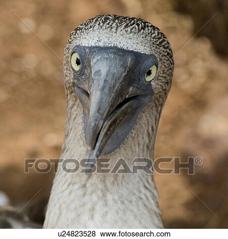 Close-up of a Blue-Footed booby (Sula nebouxii), North Seymour Island, Galapagos Islands, Ecuador View Large Photo Image Stock Photo - Close-up of a Blue-Footed booby (Sula nebouxii), North Seymour Island, Galapagos Islands, Ecuador. Fotosearch