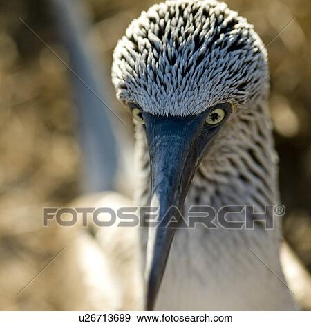 Stock Photo - Close-up of a Blue-Footed booby (Sula nebouxii), Punta Suarez, Espanola Island, Galapagos Islands, Ecuador. Fotosearch