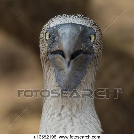 Close-up of a Blue-Footed booby (Sula nebouxii), North Seymour Island, Galapagos Islands, Ecuador View Large Photo Image Stock Photograph - Close-up of a Blue-Footed booby (Sula nebouxii), North Seymour Island, Galapagos Islands, Ecuador. Fotosearch