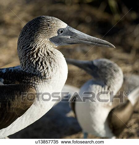 Close-up of a Blue-Footed booby (Sula nebouxii) with its young, Punta Suarez, Espanola Island, Galapagos Islands, Ecuador View Large Photo Image Stock Photography - Close-up of a Blue-Footed booby (Sula nebouxii) with its young, Punta Suarez, Espanola Island, Galapagos Islands, Ecuador. Fotosearch