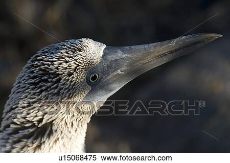 Stock Photography - Close-up of a Blue-Footed booby (Sula nebouxii), Punta Suarez, Espanola Island, Galapagos Islands, Ecuador. Fotosearch