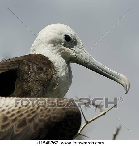 Stock Image - Close-up of a female Great frigatebird (Fregata minor), North Seymour Island, Galapagos Islands, Ecuador. Fotosearch