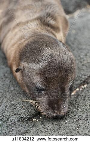 Close-up of a Fur seal pup, Puerto Egas, Santiago Island, Galapagos Islands, Ecuador View Large Photo Image Stock Image - Close-up of a Fur seal pup, Puerto Egas, Santiago Island, Galapagos Islands, Ecuador. Fotosearch