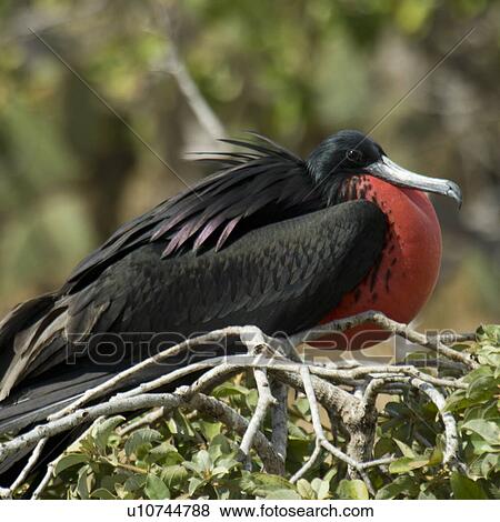 Stock Photo - Close-up of a Great frigatebird (Fregata Minor) perching on a tree branch, North Seymour Island, Galapagos Islands, Ecuador. Fotosearch
