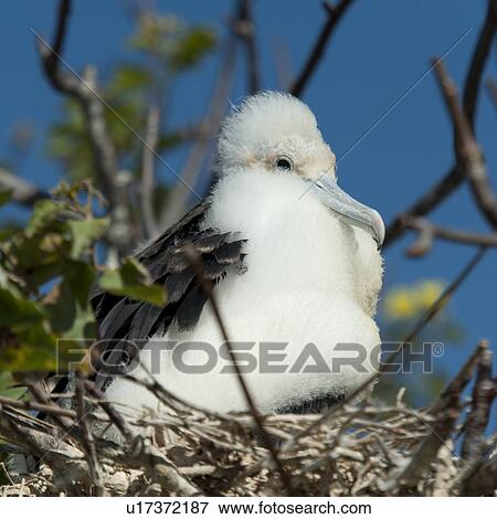 Close-up of a Great frigatebird (Fregata Minor) chick perching on a tree branch, Prince Philip's Steps, Genovesa Island, Galapagos Islands, Ecuador View Large Photo Image Stock Photo - Close-up of a Great frigatebird (Fregata Minor) chick perching on a tree branch, Prince Philip's Steps, Genovesa Island, Galapagos Islands, Ecuador. Fotosearch