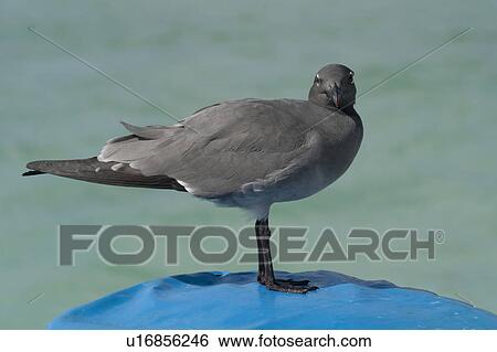 Stock Photograph - Close-up of a Lava gull (Leucophaeus fuliginosus), San Cristobal Island, Galapagos Islands, Ecuador. Fotosearch