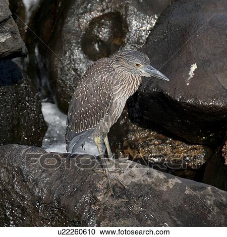 Close-up of a Lava heron (Butorides sundevalli) on a rock, Galapagos Islands, Ecuador View Large Photo Image Stock Image - Close-up of a Lava heron (Butorides sundevalli) on a rock, Galapagos Islands, Ecuador. Fotosearch