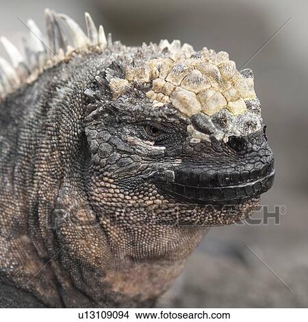 Close-up of a Marine iguana (Amblyrhynchus cristatus) on a rock, Puerto Egas, Santiago Island, Galapagos Islands, Ecuador View Large Photo Image Picture - Close-up of a Marine iguana (Amblyrhynchus cristatus) on a rock, Puerto Egas, Santiago Island, Galapagos Islands, Ecuador. Fotosearch