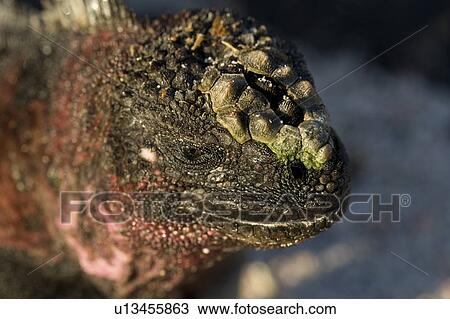 Close-up of a Marine iguana (Amblyrhynchus cristatus), Punta Suarez, Espanola Island, Galapagos Islands, Ecuador View Large Photo Image Stock Image - Close-up of a Marine iguana (Amblyrhynchus cristatus), Punta Suarez, Espanola Island, Galapagos Islands, Ecuador. Fotosearch