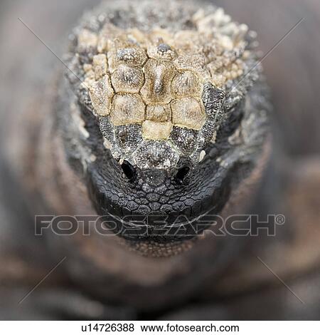 Close-up of a Marine iguana (Amblyrhynchus cristatus) on a rock, Puerto Egas, Santiago Island, Galapagos Islands, Ecuador View Large Photo Image Stock Photo - Close-up of a Marine iguana (Amblyrhynchus cristatus) on a rock, Puerto Egas, Santiago Island, Galapagos Islands, Ecuador. Fotosearch