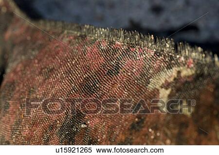 Stock Photography - Close-up of a Marine iguana (Amblyrhynchus cristatus), Punta Suarez, Espanola Island, Galapagos Islands, Ecuador. Fotosearch