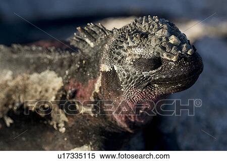Stock Photography - Close-up of a Marine iguana (Amblyrhynchus cristatus), Punta Suarez, Espanola Island, Galapagos Islands, Ecuador. Fotosearch