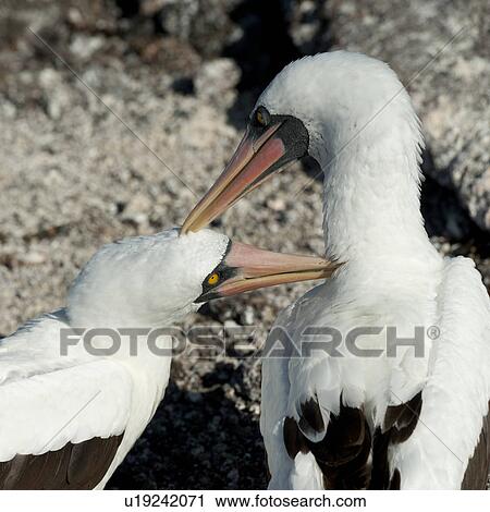 Close-up of a Nazca Booby (Sula granti) with its young, Prince Philip's Steps, Genovesa Island, Galapagos Islands, Ecuador View Large Photo Image Stock Image - Close-up of a Nazca Booby (Sula granti) with its young, Prince Philip's Steps, Genovesa Island, Galapagos Islands, Ecuador. Fotosearch